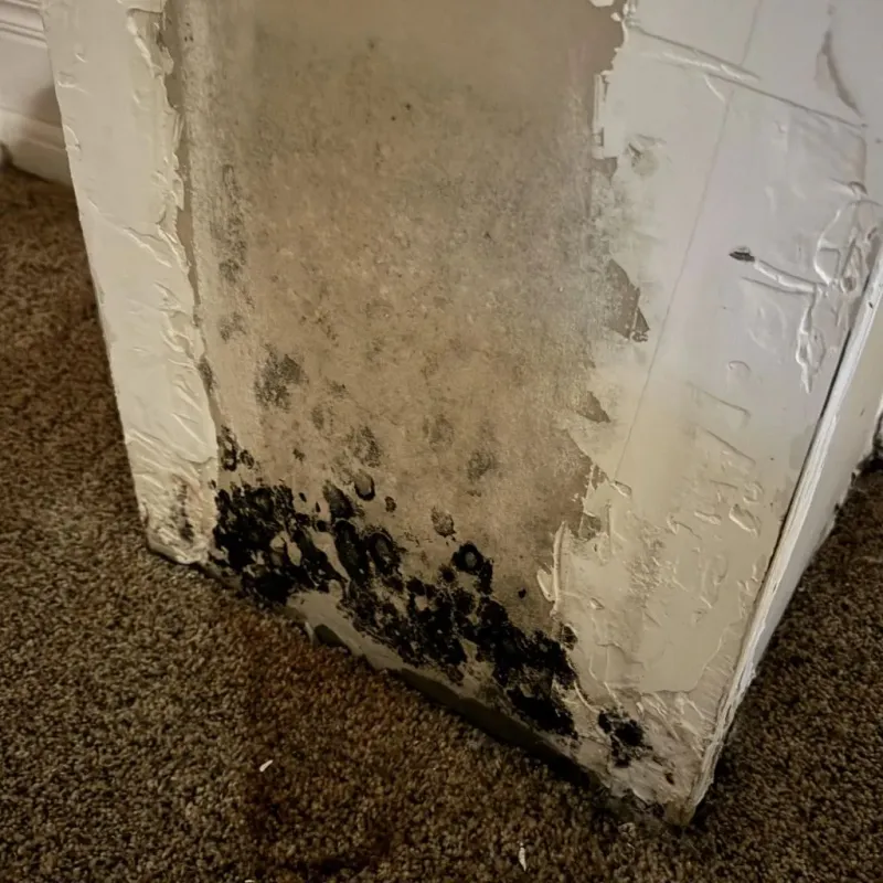 Professional Mold Removal in Crothersville, IN